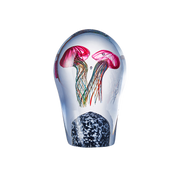 Dreamy Jellyfish